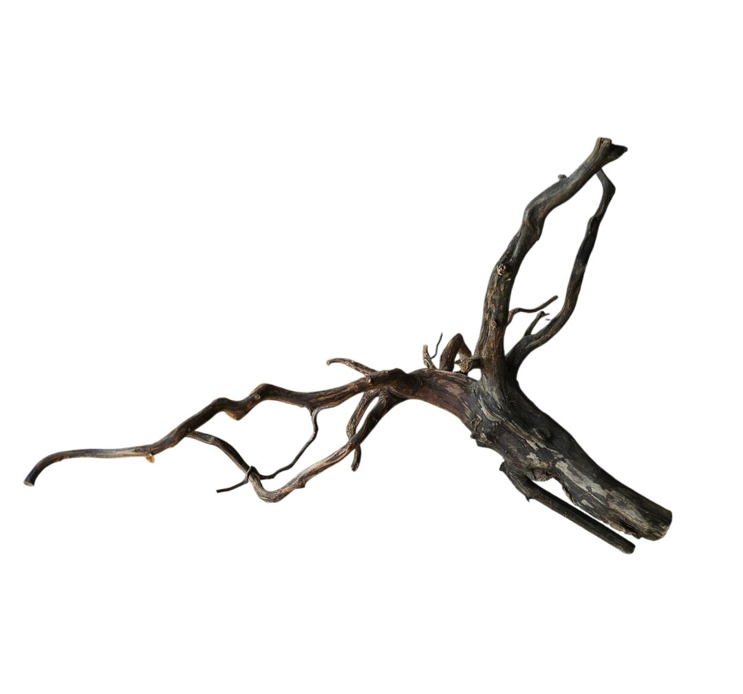 Black Root  Nr.770