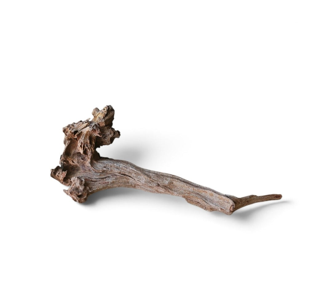 Coral Sinker Wood   Nr.631