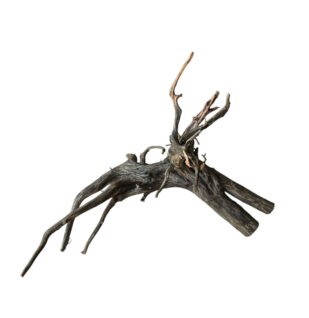 Black Root  Nr.771