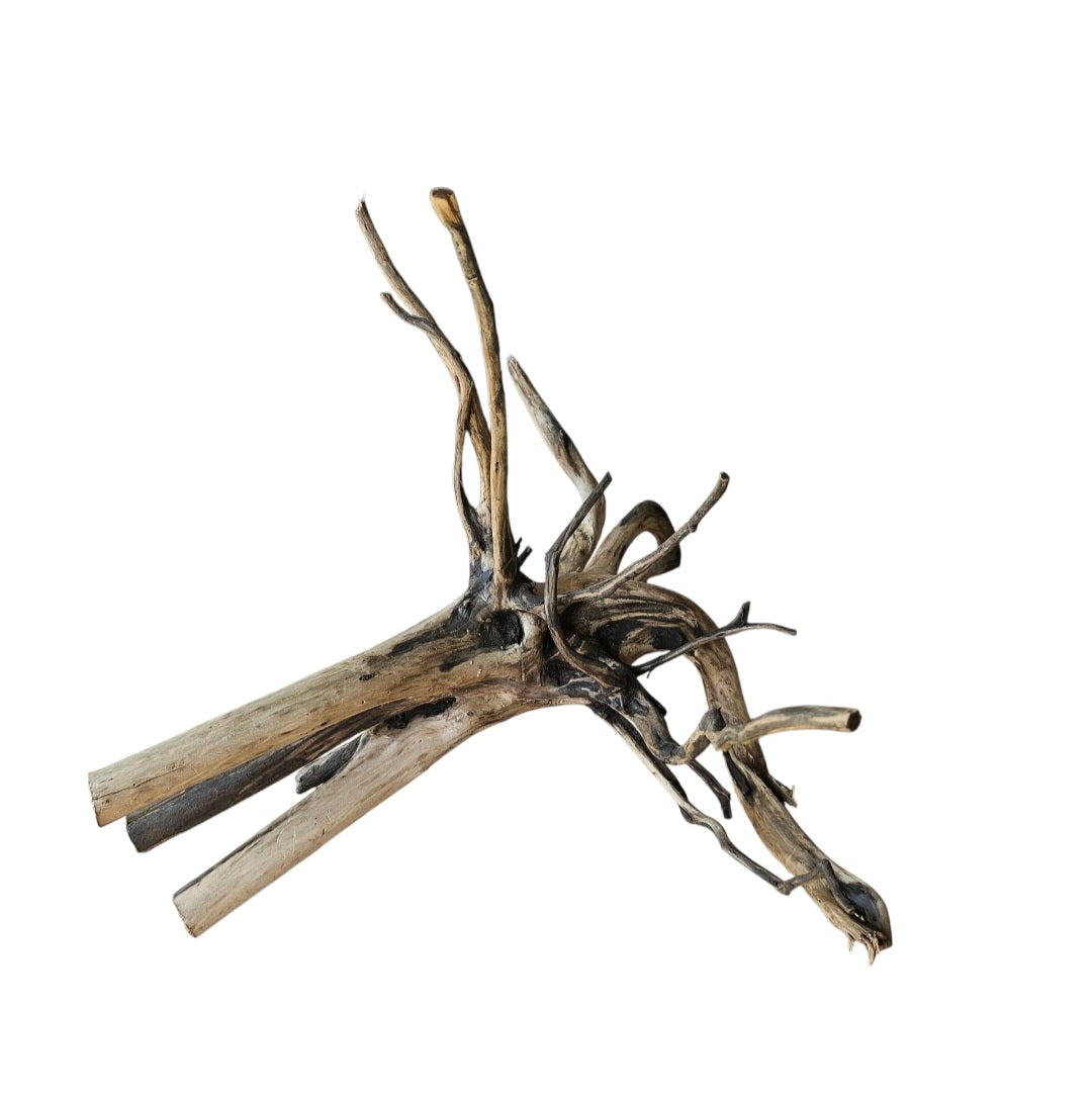 Black Root  Nr.757