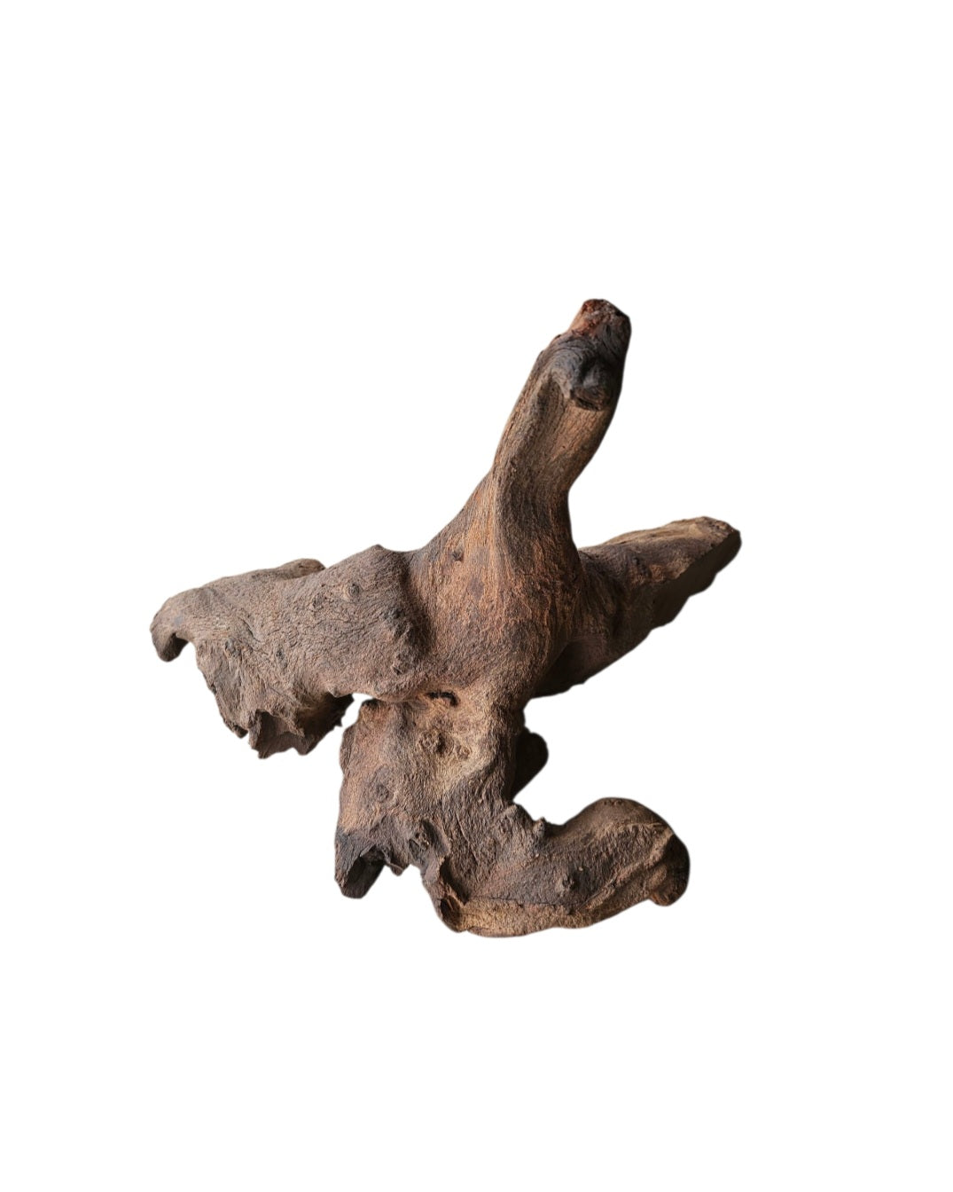 Mopani Wurzel  Nr.818