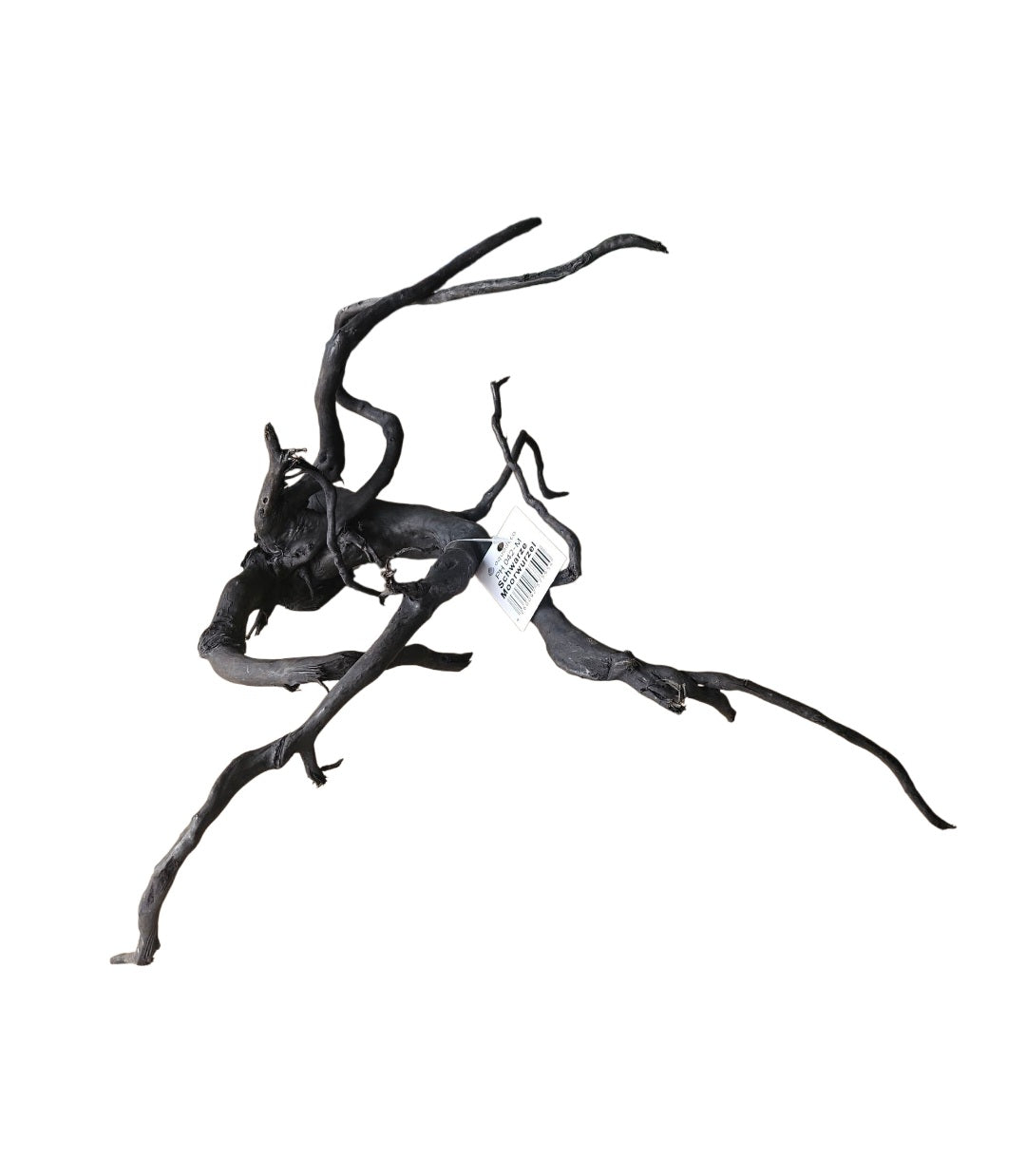 Schwarze Moorwurzel M (25-30 cm)   Nr. 56
