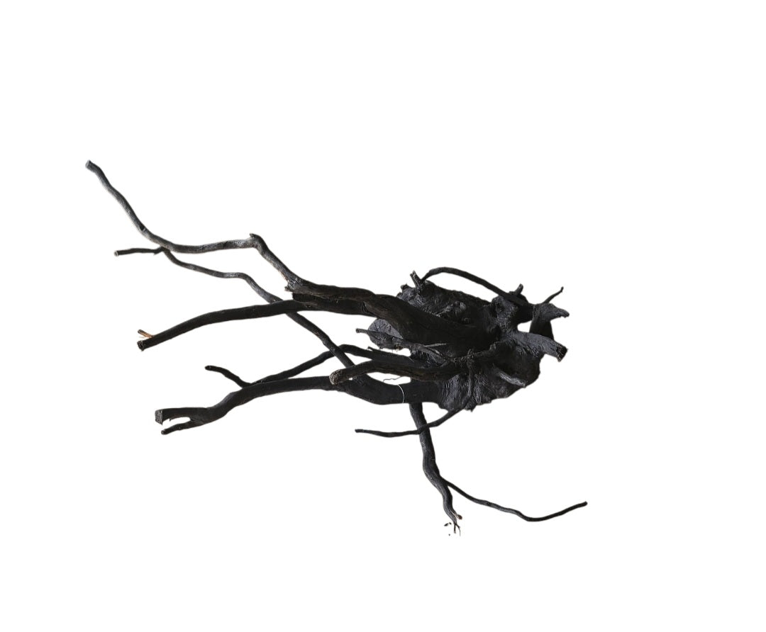 Schwarze Moorwurzel M (25-30 cm)   Nr. 265
