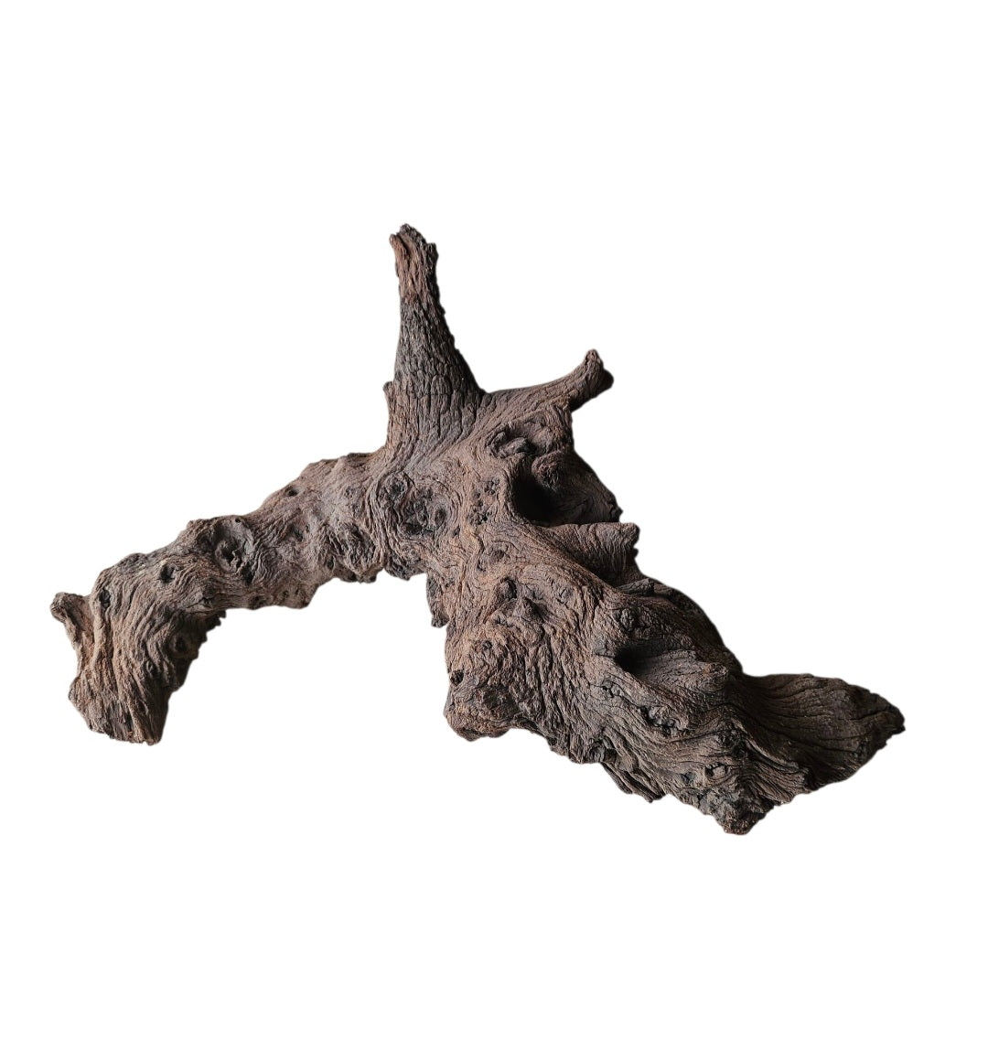 Mopani Wurzel  Nr.790