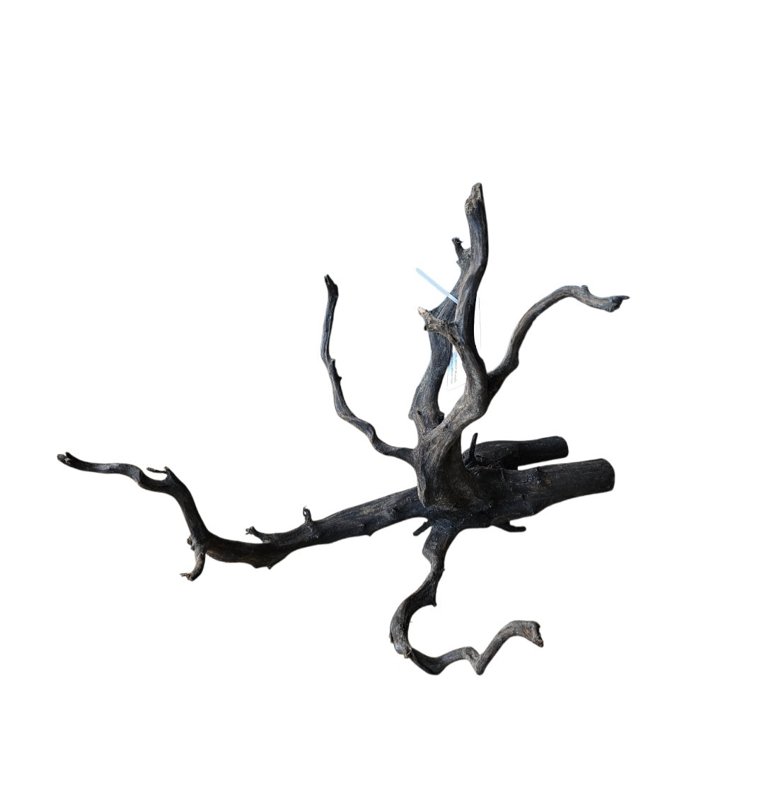 Black Root M   Nr.680