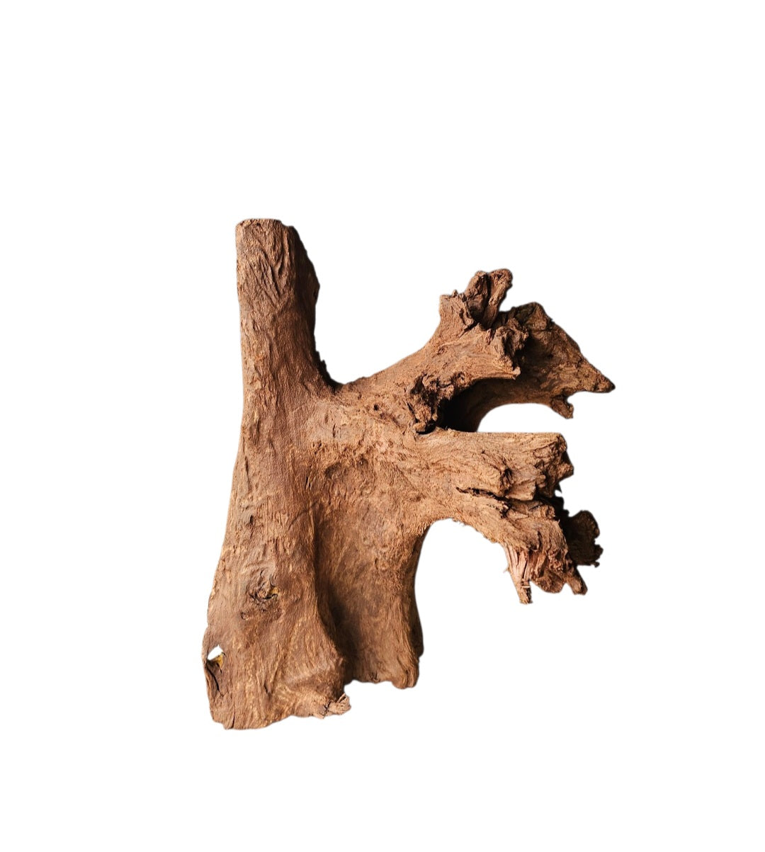 Mangrove  Größe XL  /  Nr.386