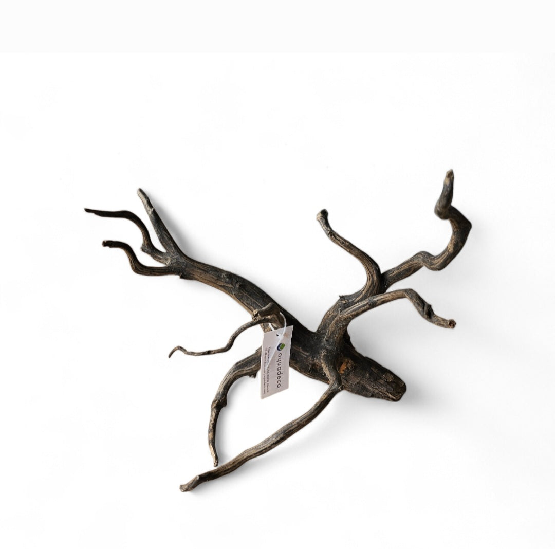 Black Root M  Nr.426