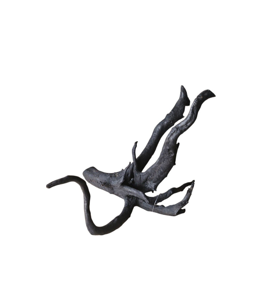 Schwarze Moorwurzel M (25-30 cm)   Nr. 53