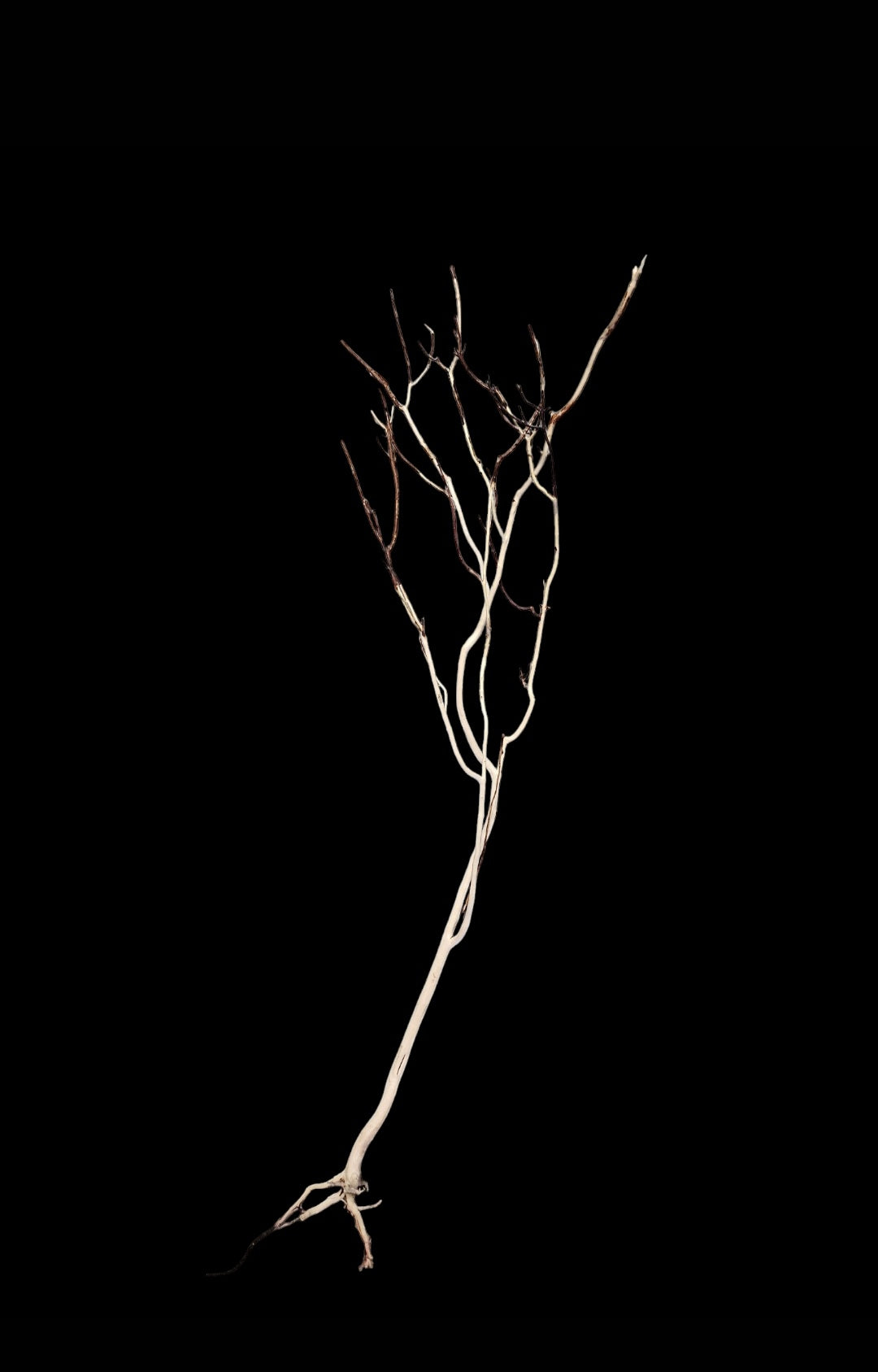 Ghost Wood  L  Nr.779