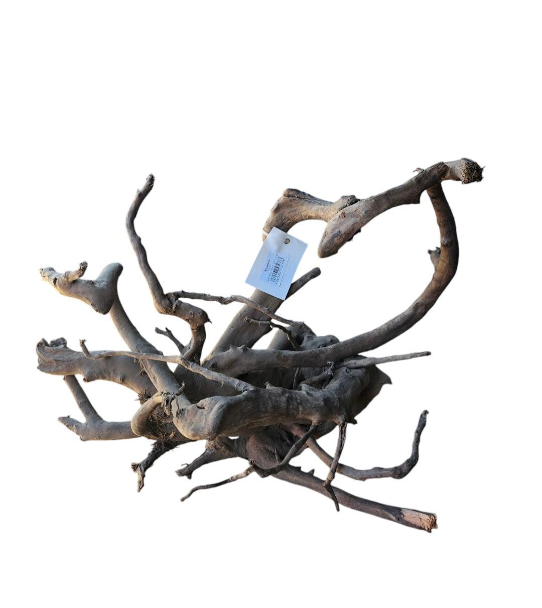 Dunkle Moorwurzel 40-55 cm   Nr. 503