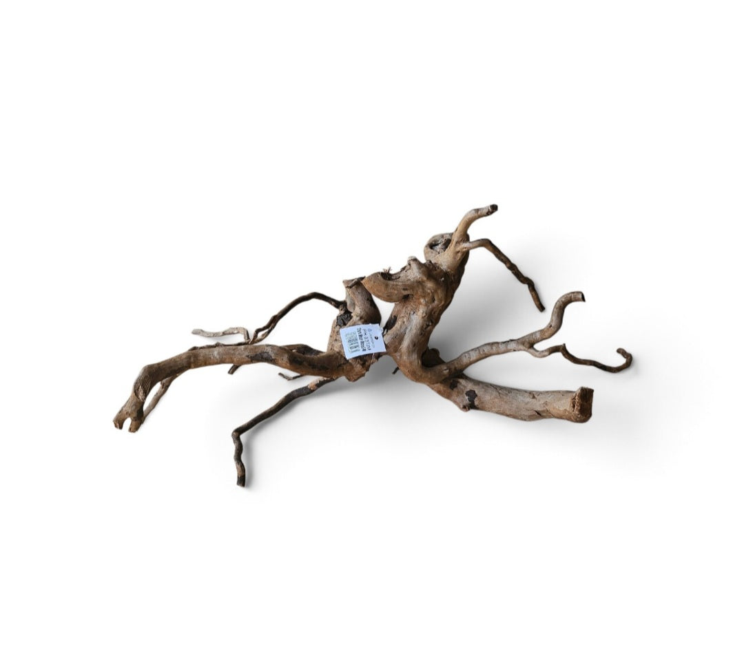 Dunkle Moorwurzel 30-40 cm  Nr. 392