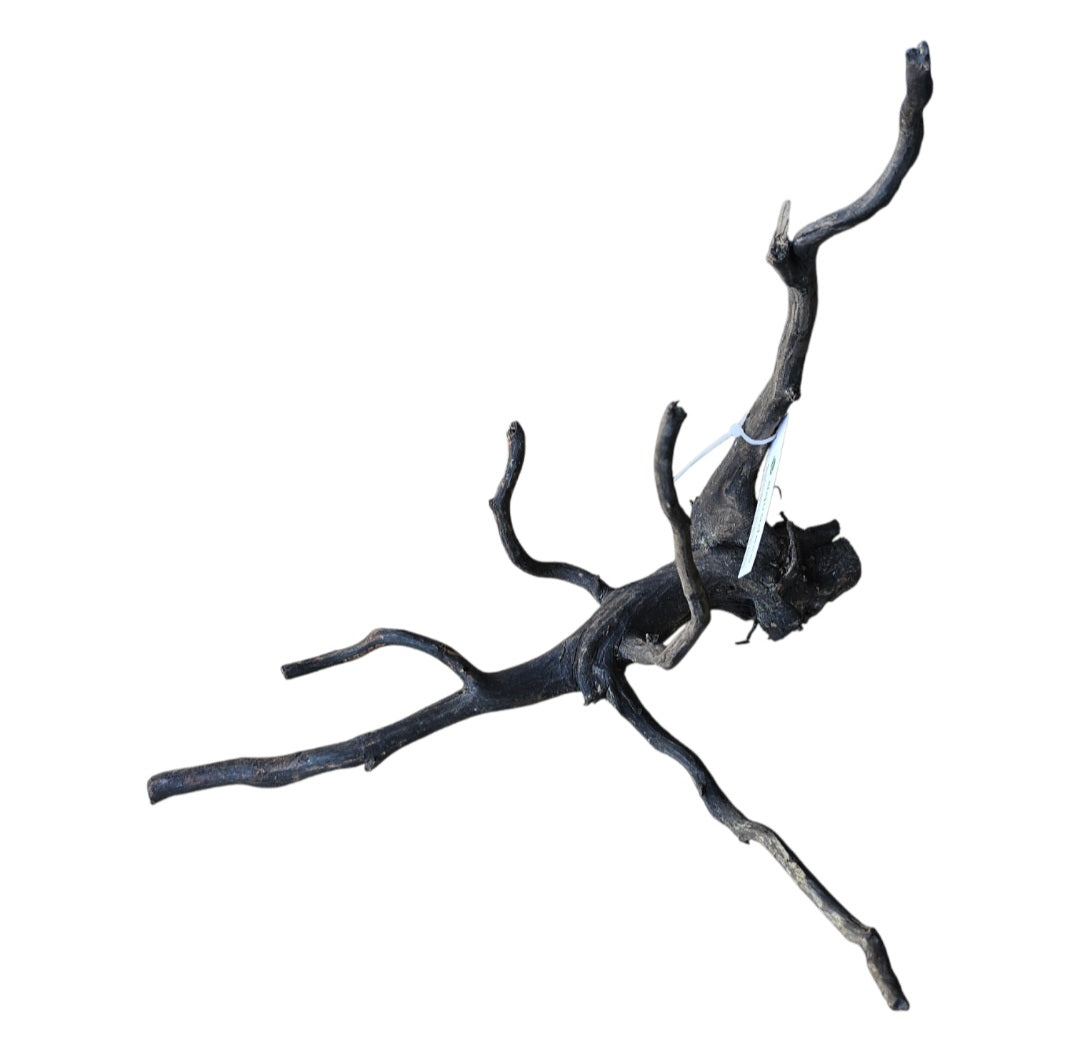 Black Root M  Nr.279