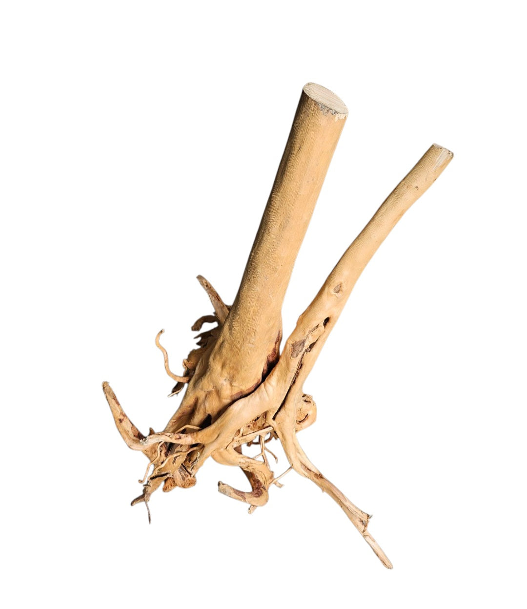 Rainforest Wood Stump  Nr.470