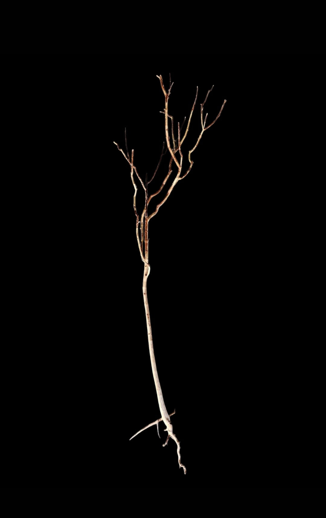 Ghost Wood  XL  Nr.845