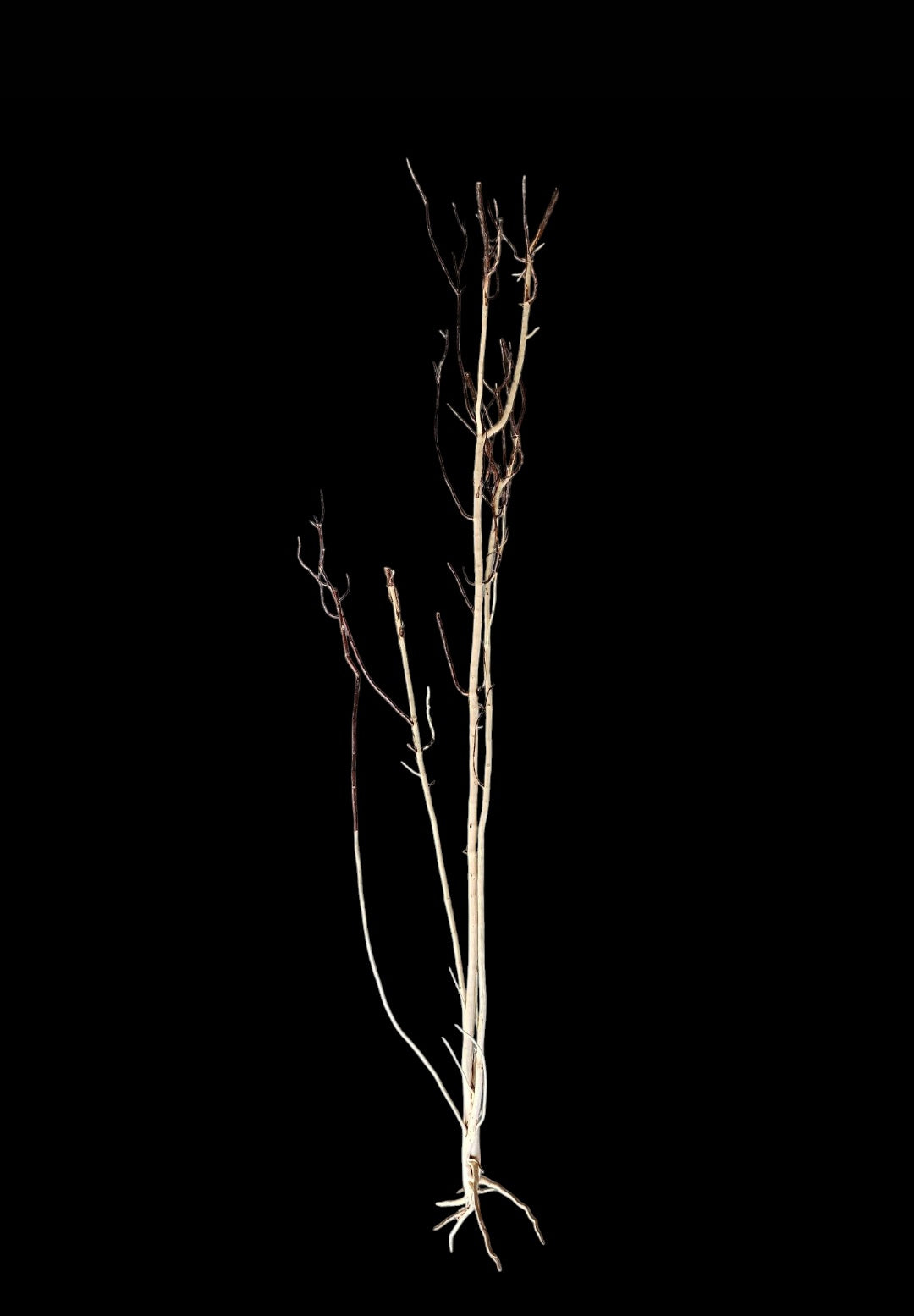 Ghost Wood  XL  Nr.846