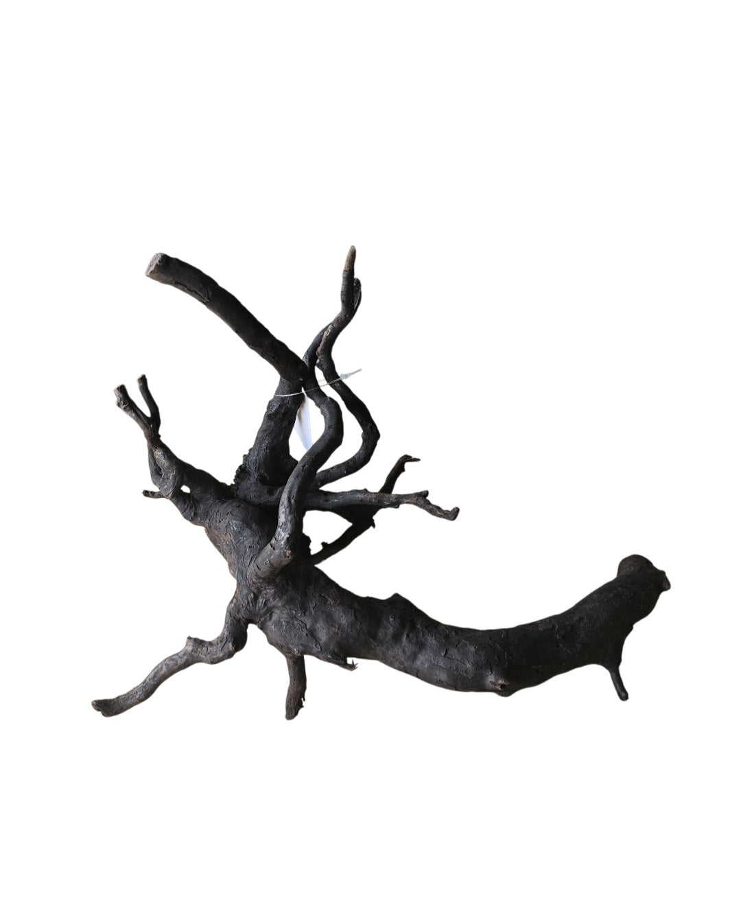 Schwarze Moorwurzel M (25-30 cm)   Nr. 19