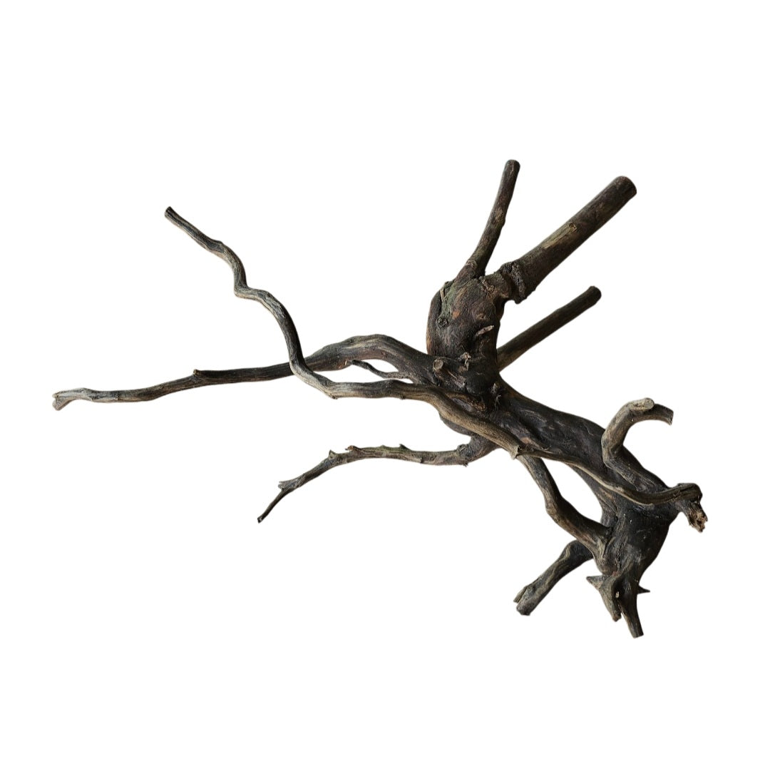 Black Root  Nr.744