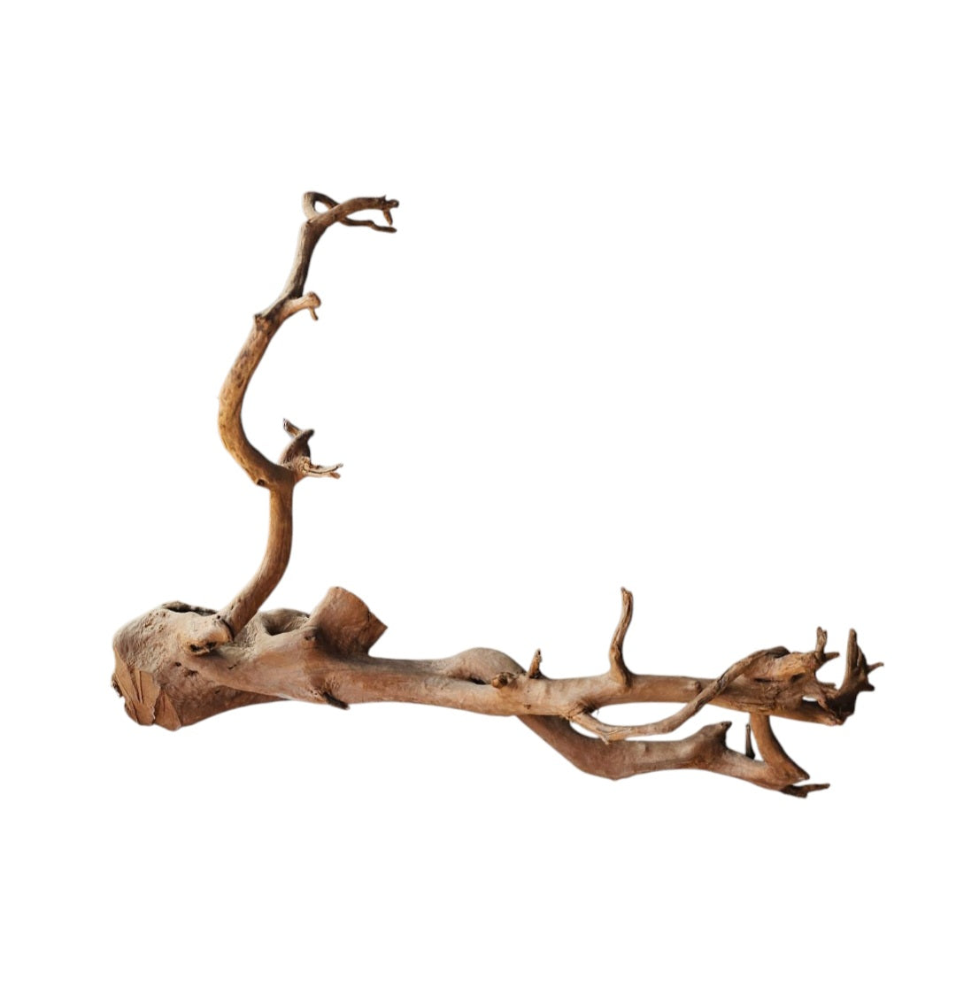 Dunkle Moorwurzel 40-55 cm   Nr. 400