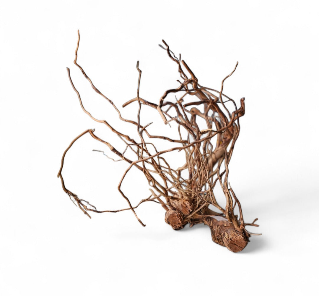 Dragon Wood / Curl Wood  Wurzel323