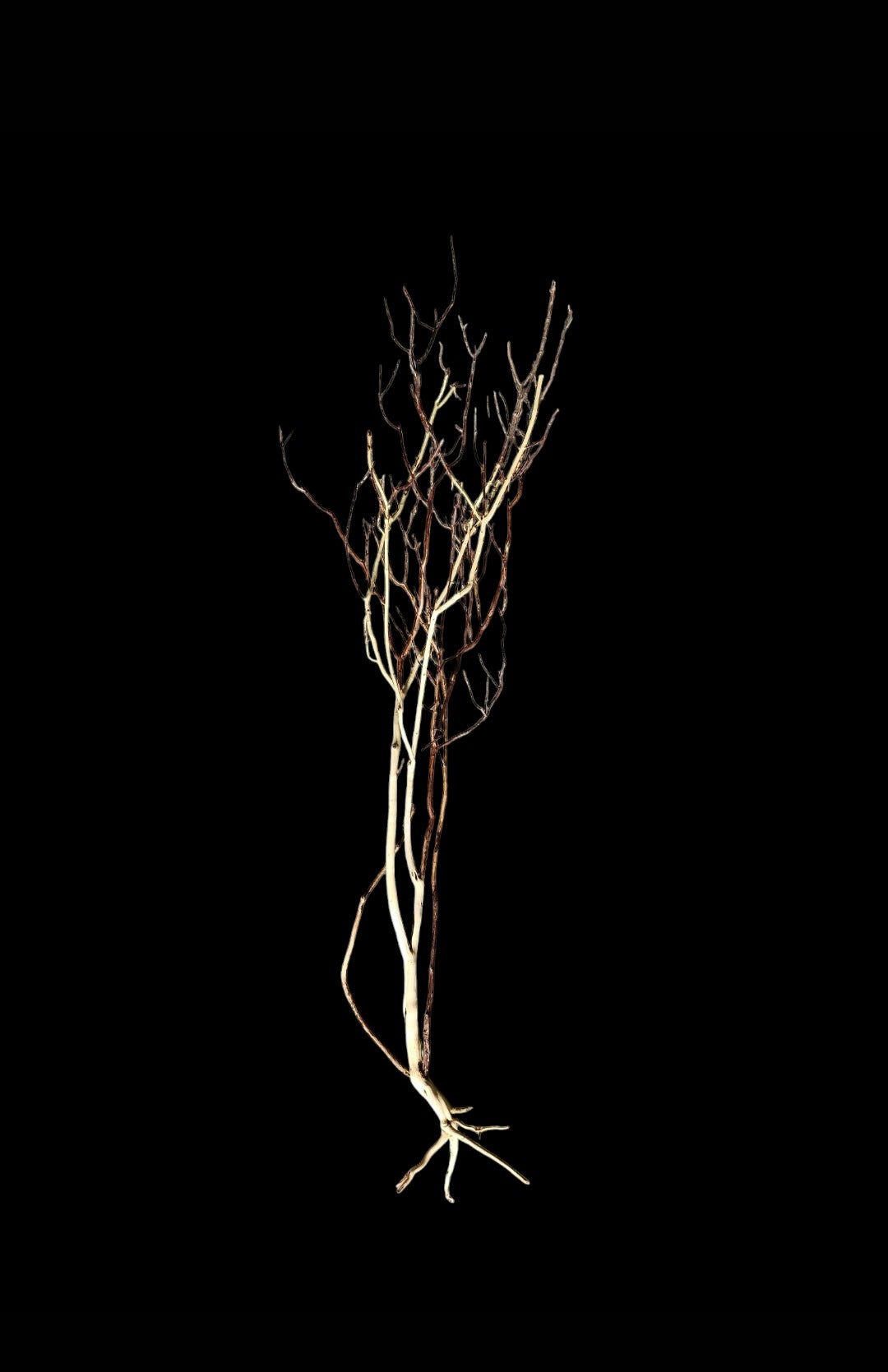 Ghost Wood  XL  Nr.850