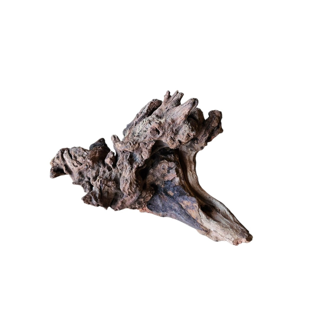 Coral Sinker Wood   Nr.555