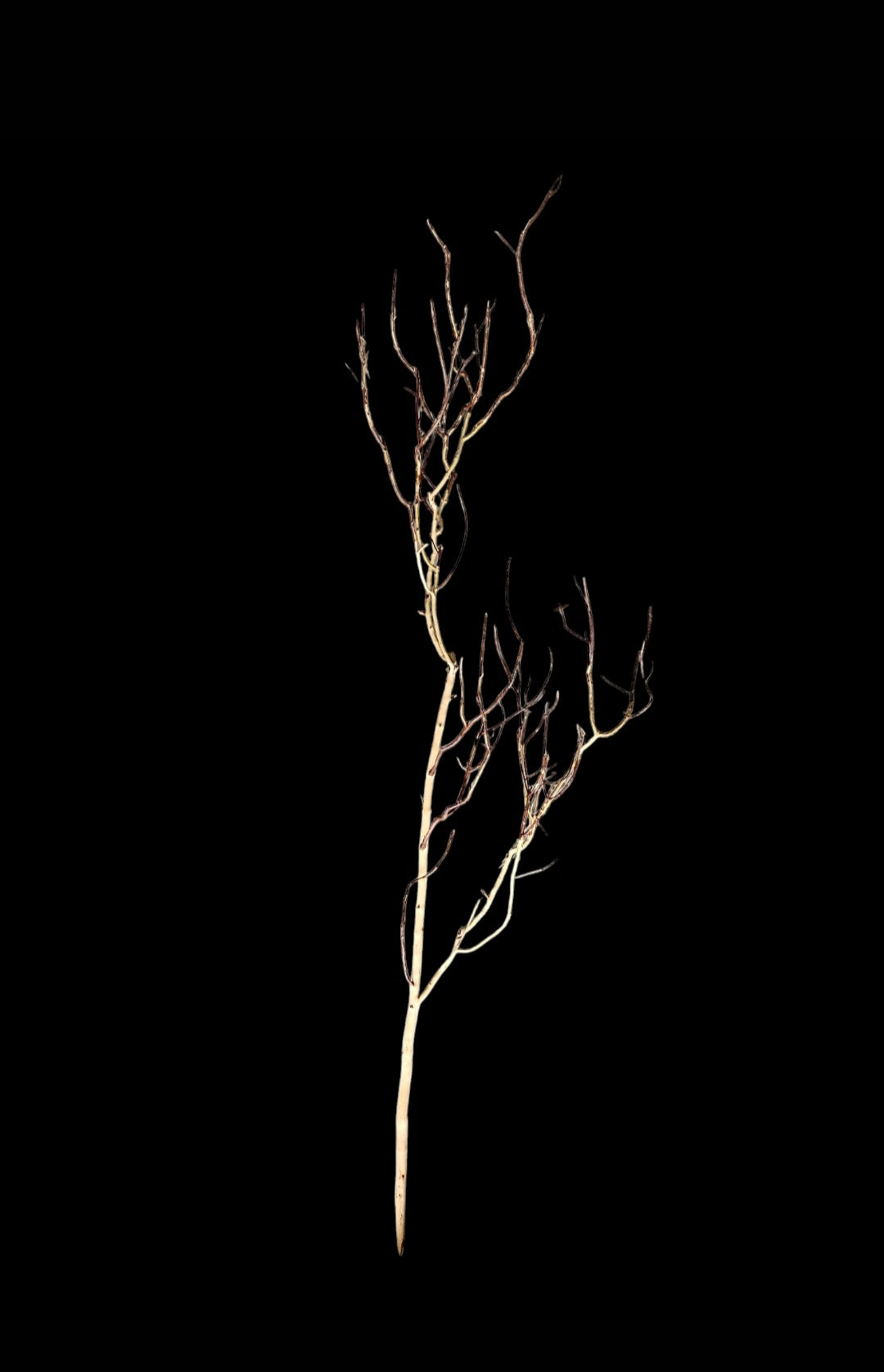 Ghost Wood  XL  Nr.859