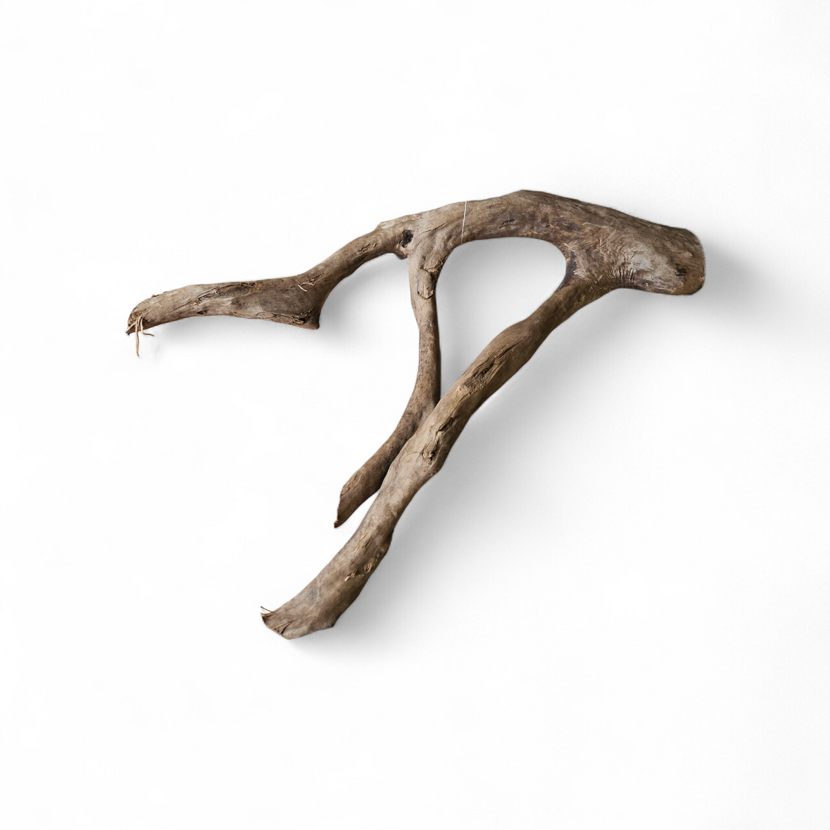 Dunkle Moorwurzel 40-55 cm   Nr. 393
