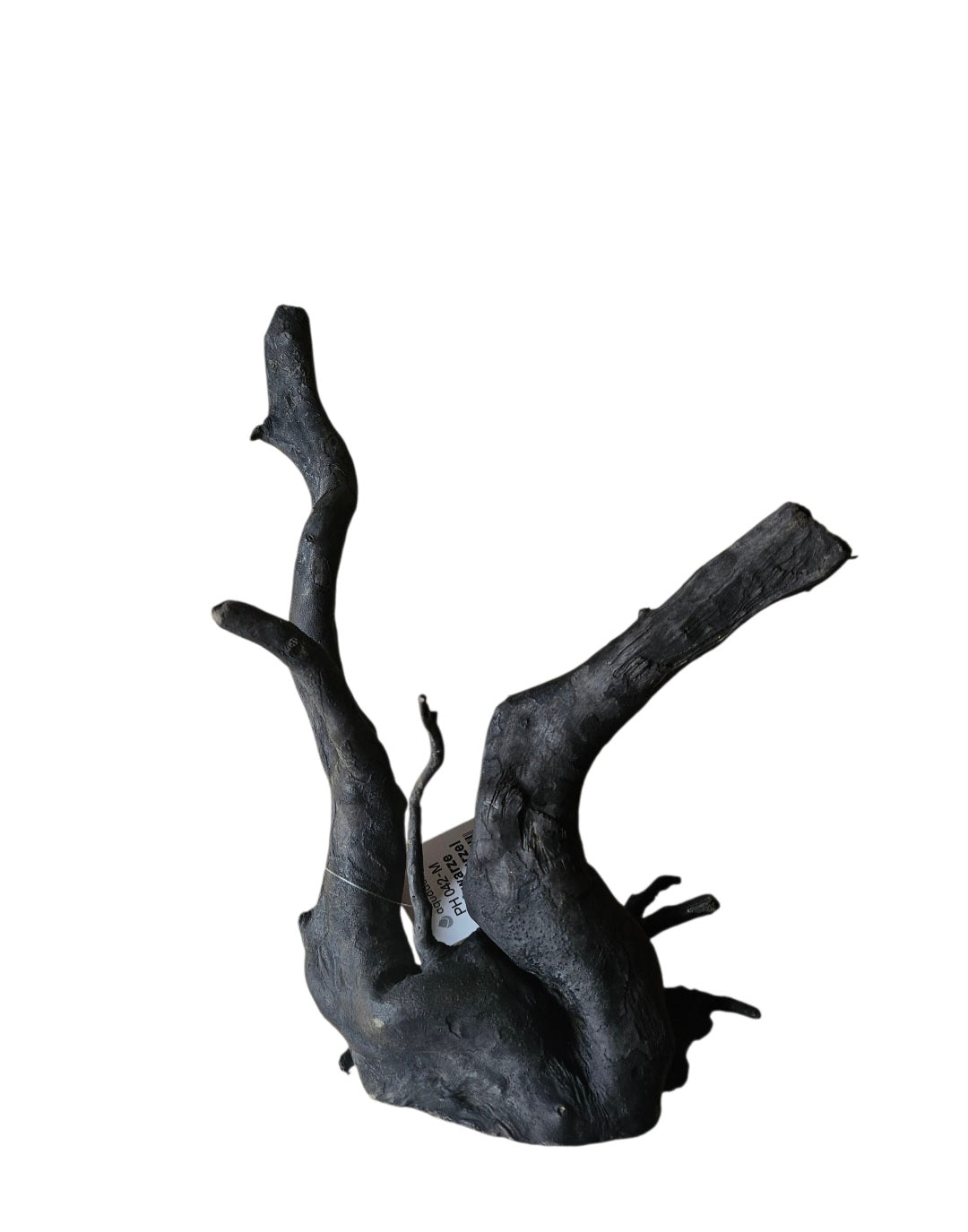 Schwarze Moorwurzel M (25-30 cm)   Nr.262