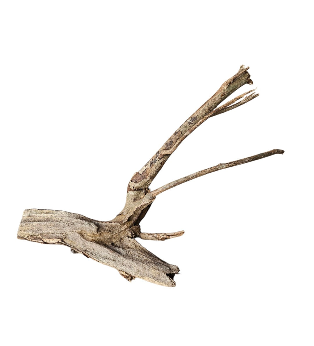 Talawa Holz/Wood 30-45cm Nr. 240