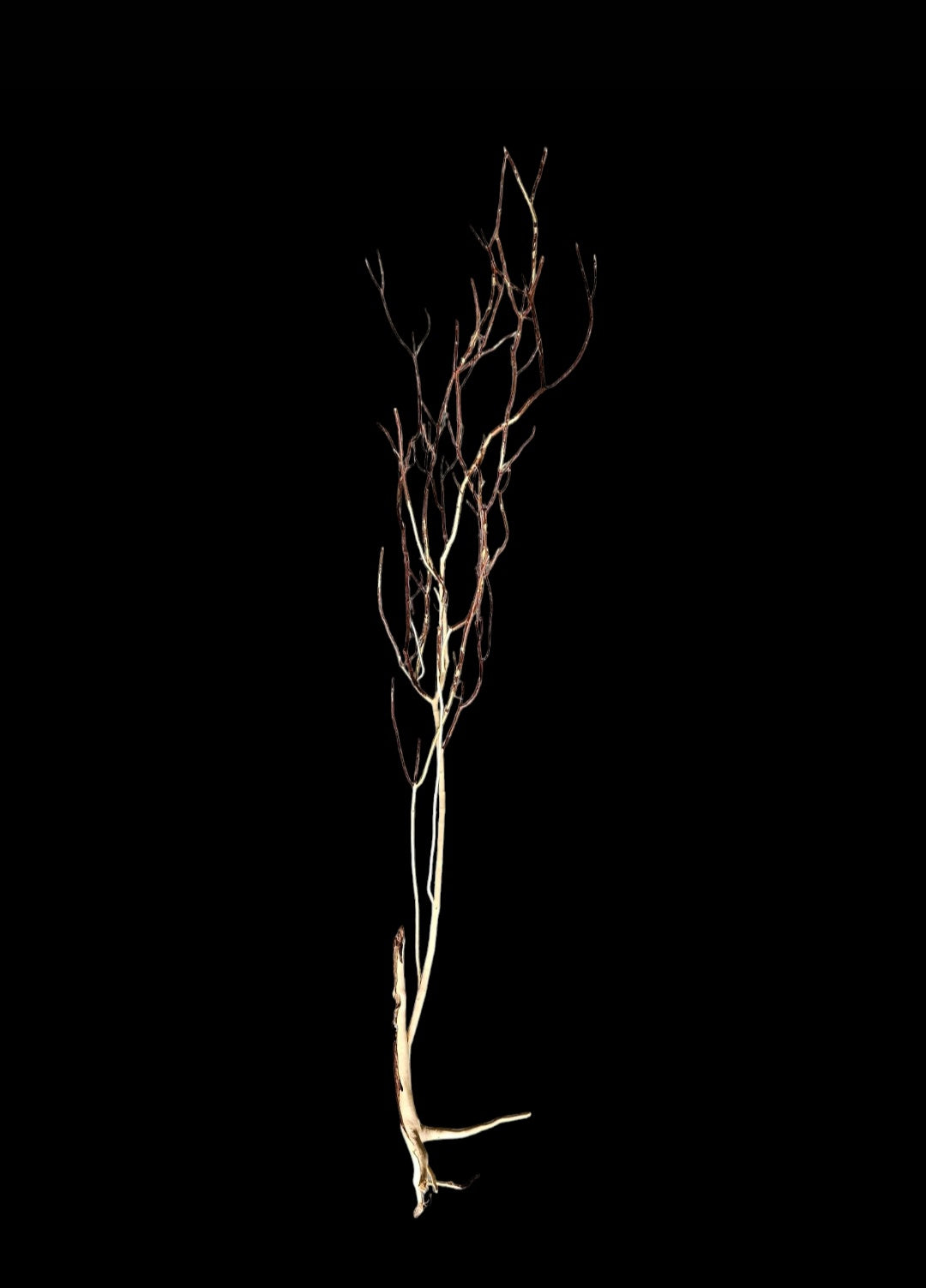 Ghost Wood  XL  Nr.852