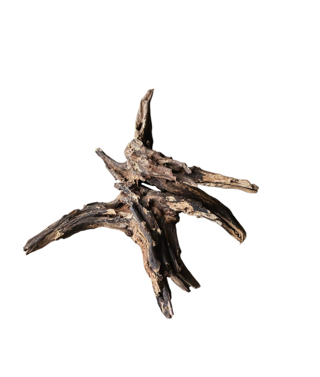 Coral Sinker Wood   Nr.651