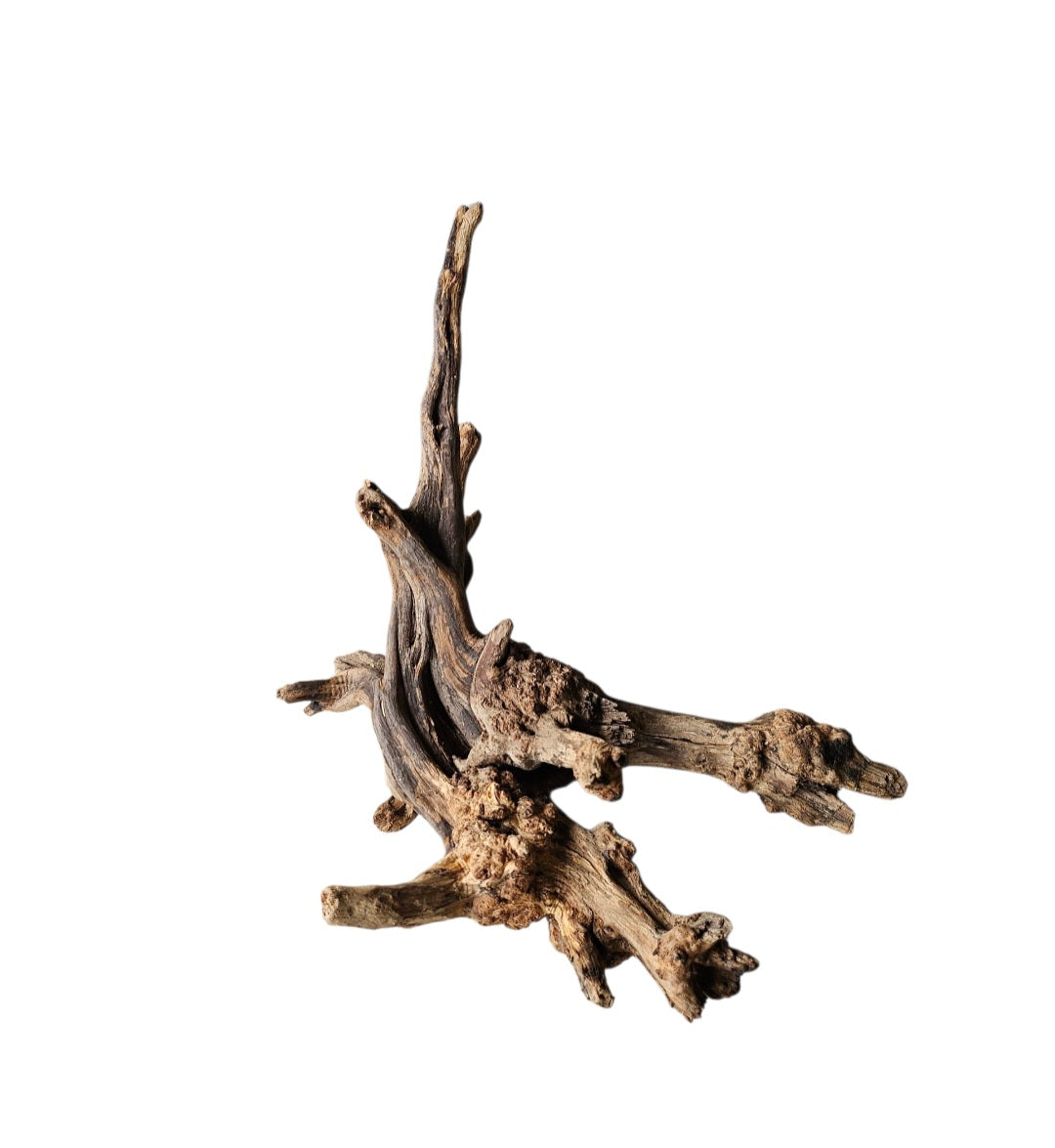 Coral Sinker Wood   Nr.605
