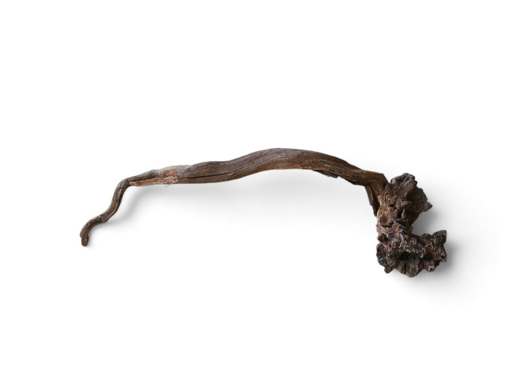 Coral Sinker Wood   Nr.646