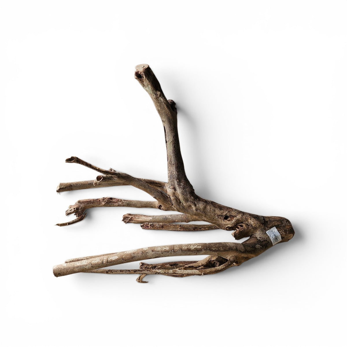 Talawa Holz / Wood 50-70 cm   Nr. 775