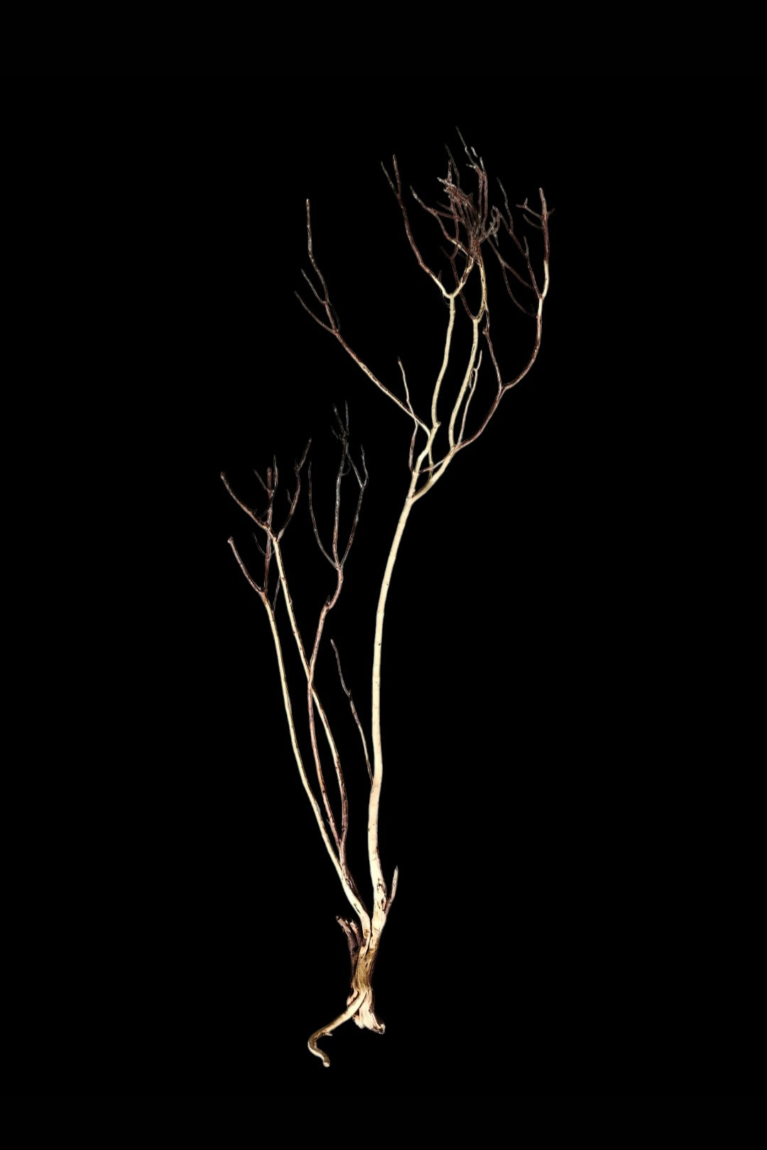 Ghost Wood  XL  Nr.857