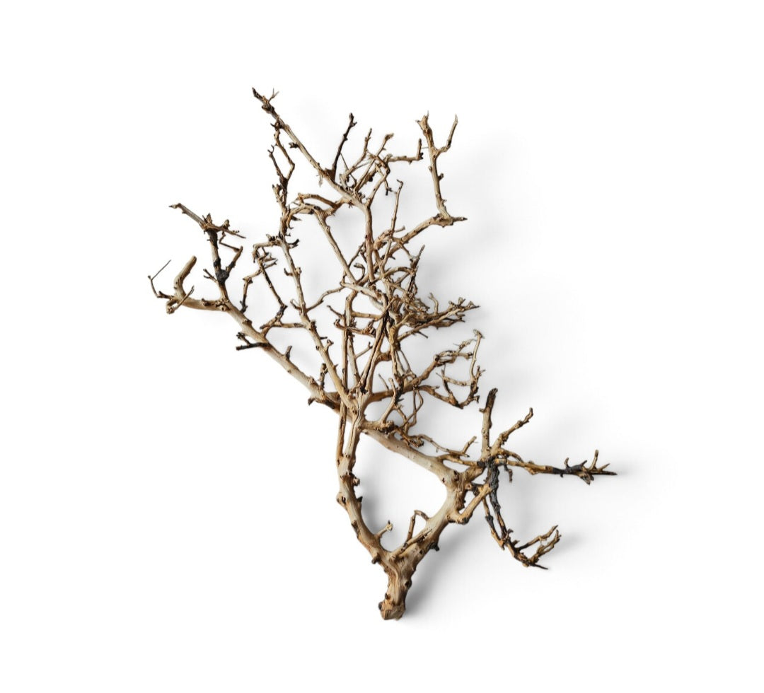 Small tree branches  Nr.674