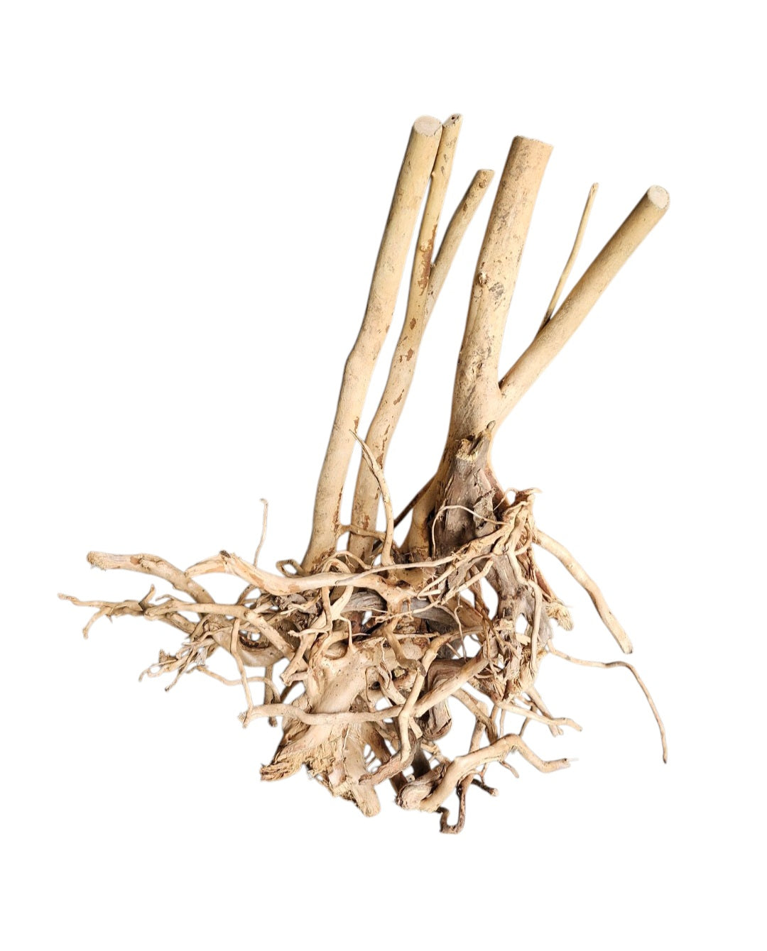 Rainforest Wood Stump  Nr.473