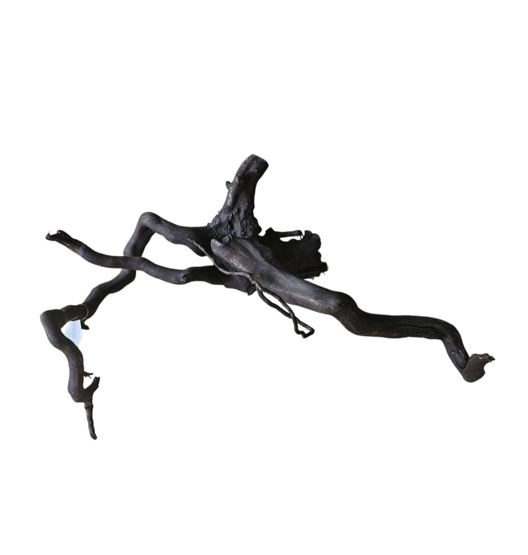 Schwarze Moorwurzel M (25-30 cm)   Nr. 266