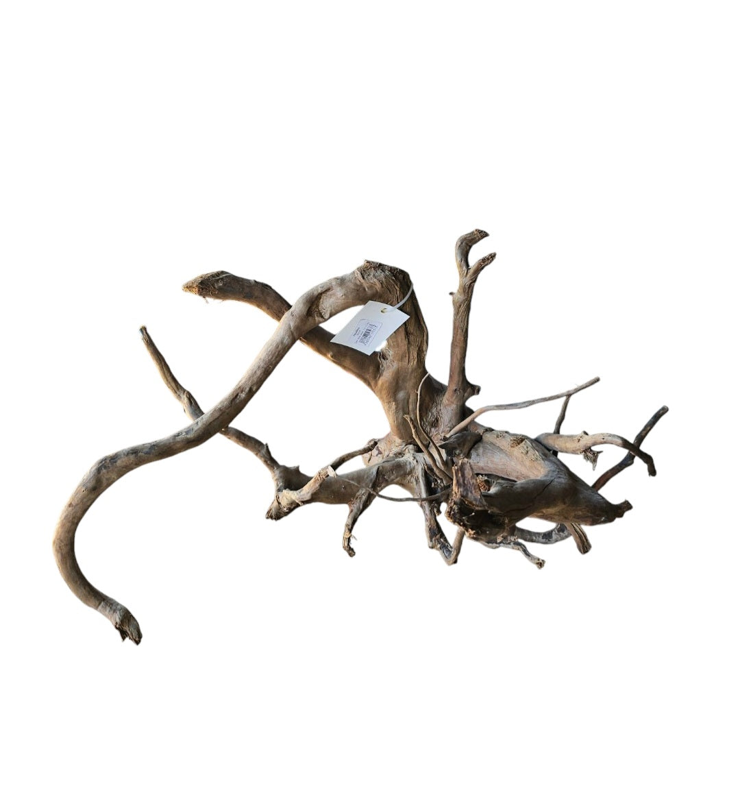 Dunkle Moorwurzel 40-55 cm  Nr. 501