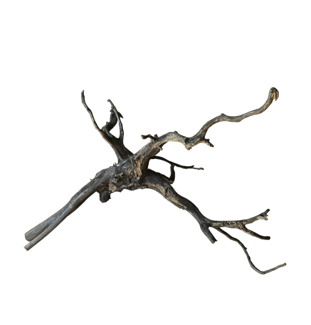 Black Root  Nr.746