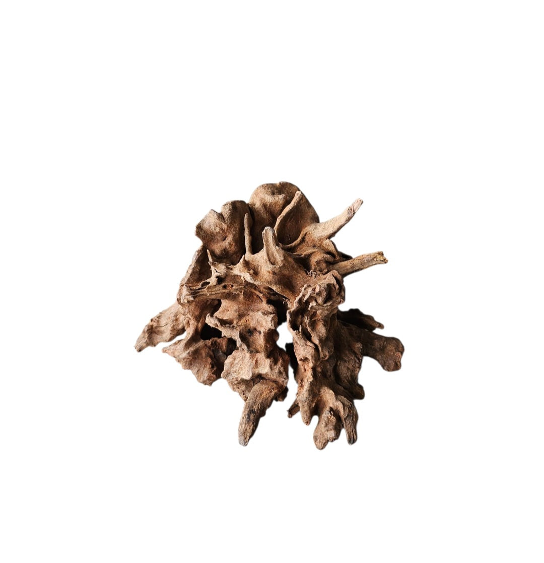 Coral Sinker Wood   Nr.628
