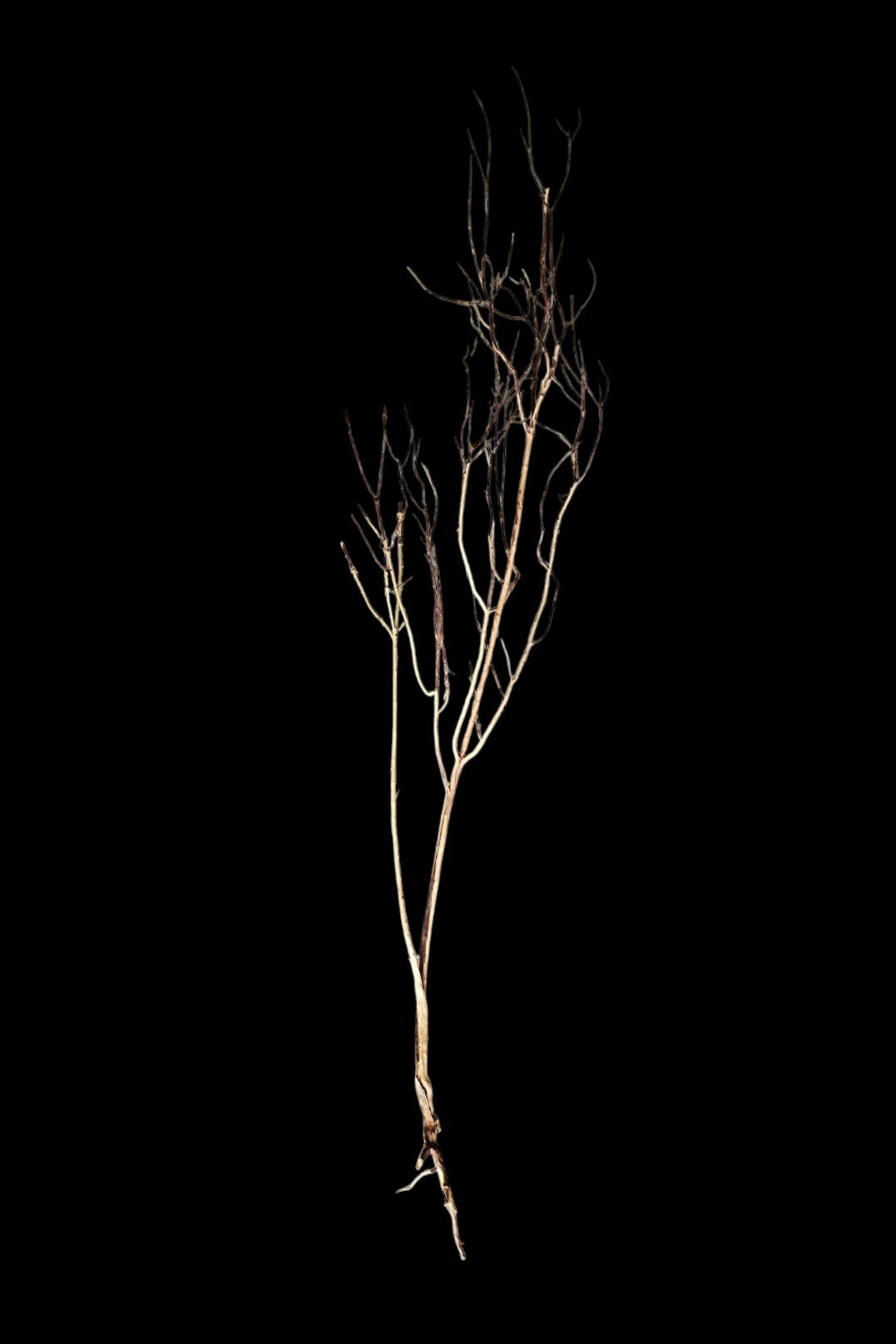 Ghost Wood  XL  Nr.855